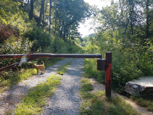 A gravel path leads into a wooded area, with a red gate and a cat walking nearby. Sunlight filters through the trees.