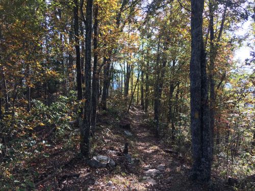 A narrow trail winds through a forest of trees with autumn foliage, sunlight filtering through the leaves.