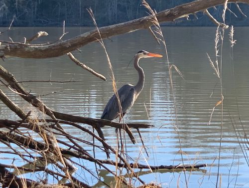 A heron stands on a branch by a calm river, surrounded by tall grass and trees.