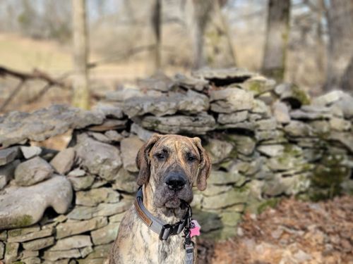 A brindle dog stands in front of a stone wall, surrounded by trees and fallen leaves in a natural setting.
