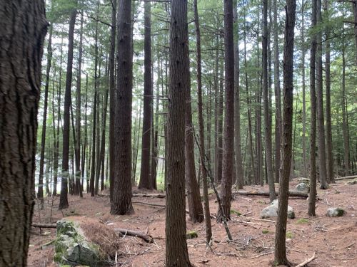 A serene forest scene with tall trees, scattered rocks, and a glimpse of water in the background.