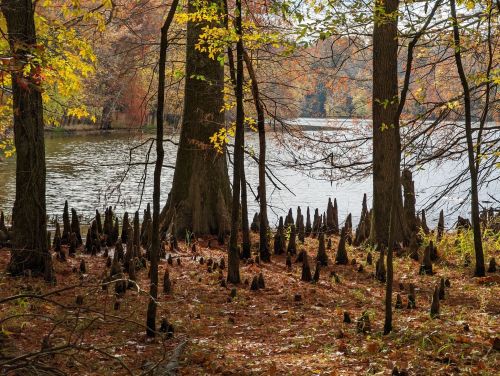 A serene lakeside scene with cypress trees and their distinctive knees, surrounded by autumn foliage and fallen leaves.