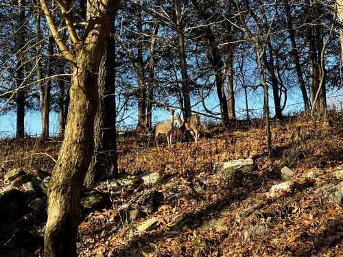 Two deer stand among trees and fallen leaves in a sunlit forest.