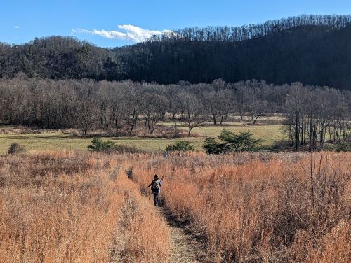A person walks along a trail through tall grass, with mountains and trees in the background under a clear blue sky.