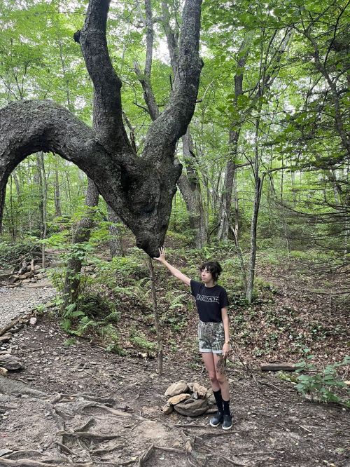 A person stands beside a uniquely shaped tree in a lush green forest, touching its gnarled trunk.