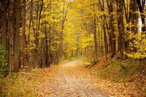 A winding path through a forest with vibrant yellow and orange autumn leaves on the trees and ground.