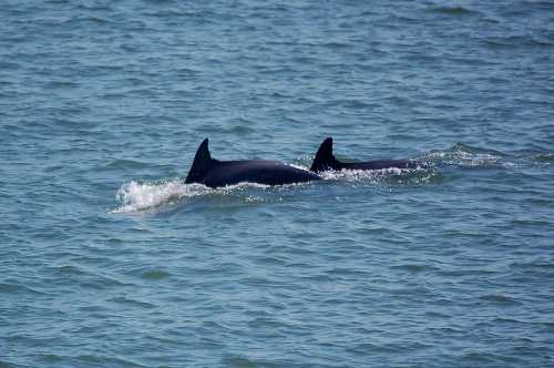 Two dolphins swimming together in calm blue waters, creating gentle ripples.