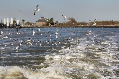 A flock of seagulls flies over a body of water with waves, near a shoreline and buildings in the background.