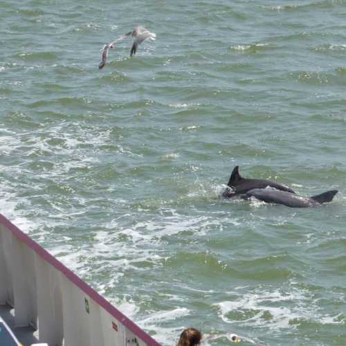 A dolphin swims near a boat, with a seagull flying above the water's surface. Waves ripple around them.