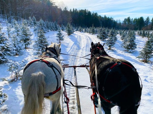 Two horses in harness pull a sled along a snowy path through a forest of evergreen trees.