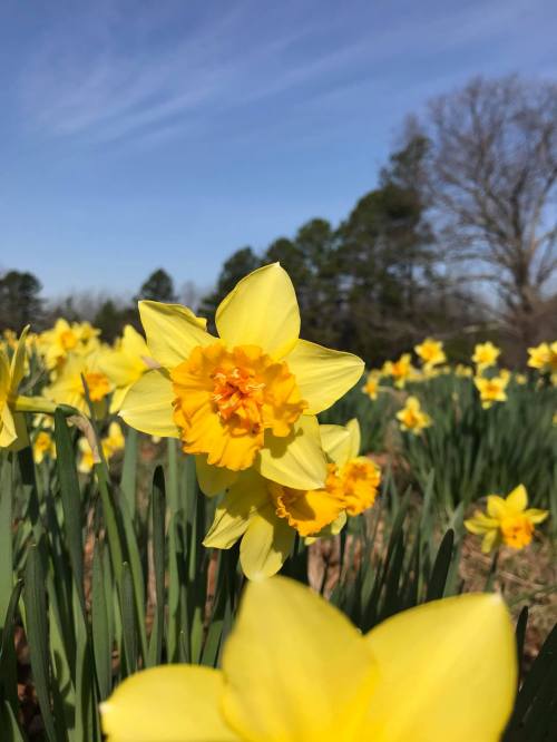 A close-up of bright yellow daffodils in a field, with a clear blue sky and trees in the background.