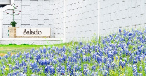 A field of bluebonnets in front of a stone wall with a sign that reads "Salado."
