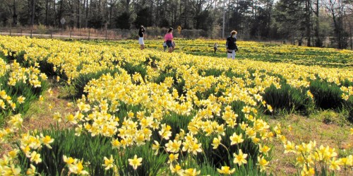 A field of yellow flowers with people walking among them, surrounded by trees in a sunny outdoor setting.
