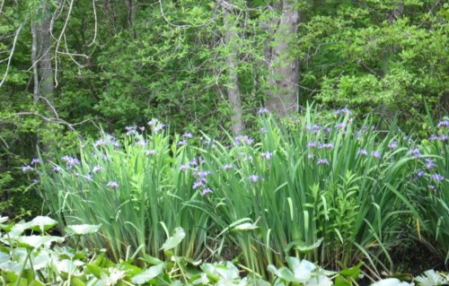 A lush green area with tall plants and clusters of purple flowers, surrounded by trees and foliage.