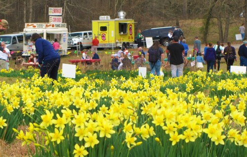 A field of yellow daffodils with people enjoying a festival and food trucks in the background.