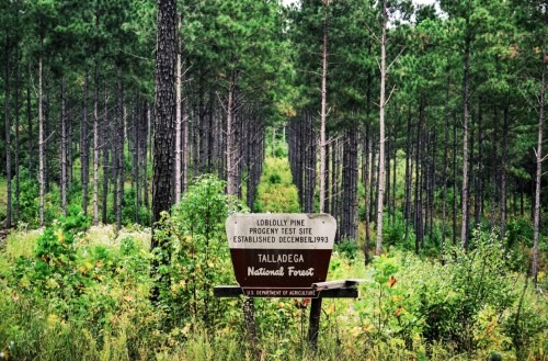 Sign marking the Loblolly Pine property test site in Talladega National Forest, surrounded by tall pine trees.