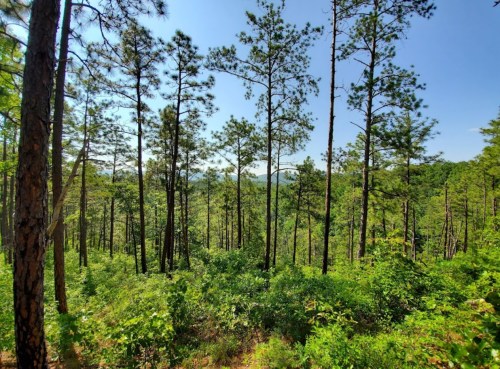 Lush green forest with tall pine trees under a clear blue sky, showcasing a serene natural landscape.