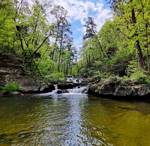 A serene forest scene featuring a clear stream flowing over rocks, surrounded by lush green trees under a blue sky.
