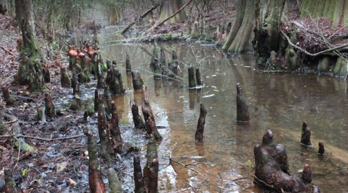 A serene swamp scene with cypress knees rising from the water, surrounded by trees and a calm, reflective surface.