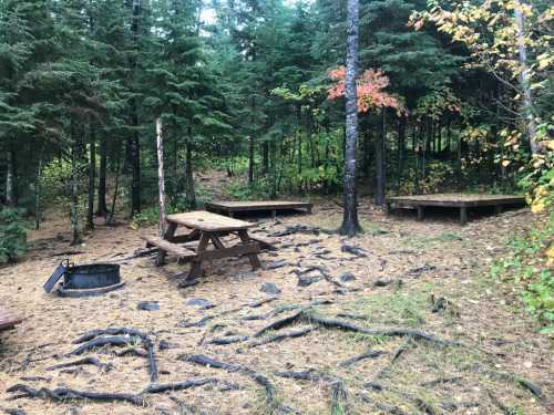 A wooded campsite with picnic tables, a fire pit, and scattered leaves on the ground among tall trees.