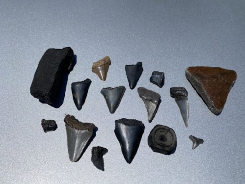 A collection of various fossilized shark teeth and rock fragments arranged on a flat surface.