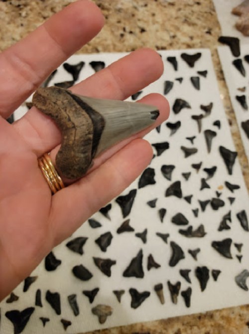A hand holding a large shark tooth, surrounded by numerous smaller fossilized teeth on a textured surface.