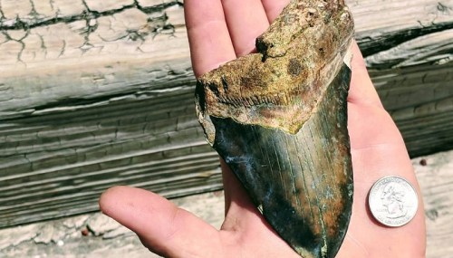 A large fossilized shark tooth held in a hand, next to a quarter for size comparison.