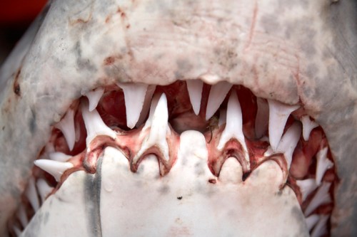 Close-up of a shark's mouth showing sharp teeth and gums, highlighting its powerful jaw structure.