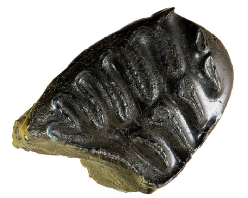 A dark, glossy fossilized shell with distinct ridges and patterns, showcasing ancient marine life.