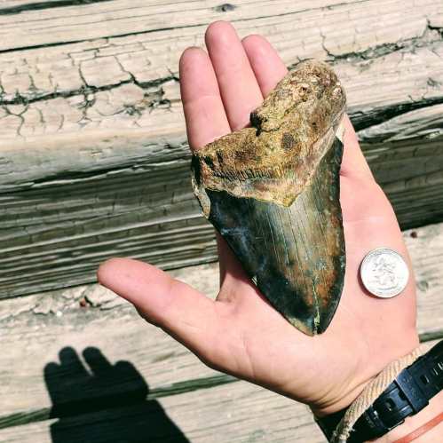 A hand holding a large fossilized shark tooth next to a coin for size comparison, with a wooden surface in the background.