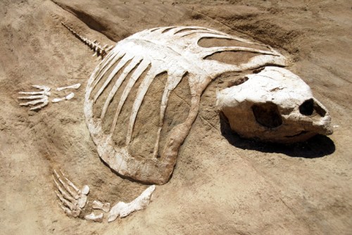 Fossilized skeleton of a turtle embedded in rocky terrain, showcasing detailed rib and skull structures.