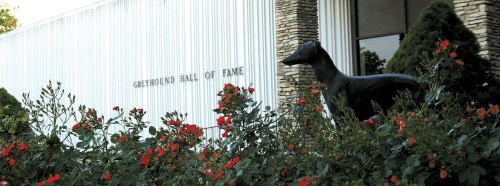 A black greyhound statue stands among red roses in front of the Greyhound Hall of Fame building.