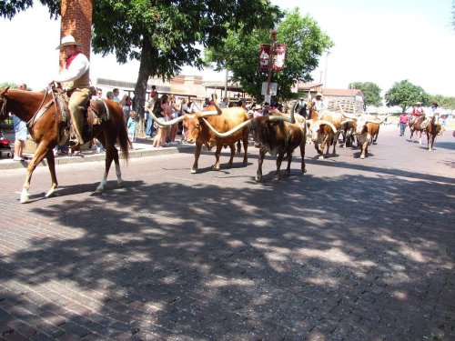 A parade featuring cowboys on horseback leading a line of longhorn cattle down a brick street, with spectators watching.