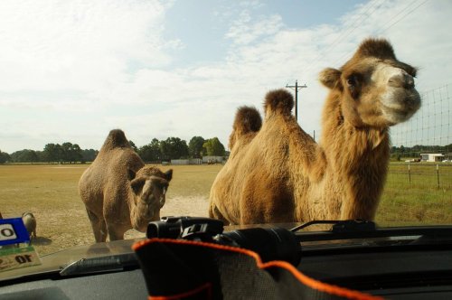 Three camels approach a car on a dirt road, with a grassy field and trees in the background under a blue sky.