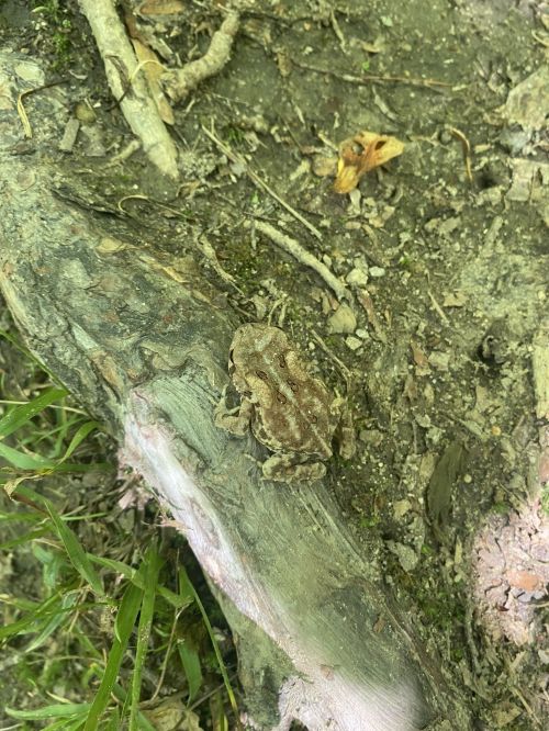 A small brown frog camouflaged against a tree trunk on the forest floor, surrounded by dirt and grass.