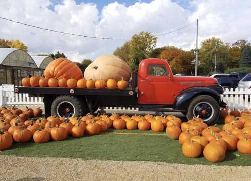 A vintage red truck loaded with large pumpkins, surrounded by many smaller pumpkins on a grassy area.