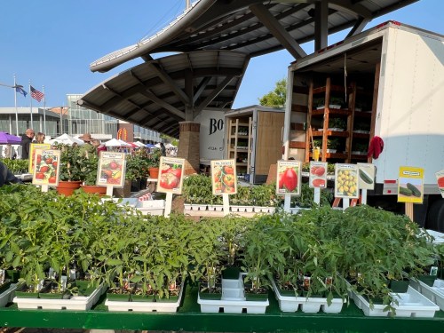 A vibrant farmers market stall with various potted plants and labeled vegetable seedlings under a sunny sky.