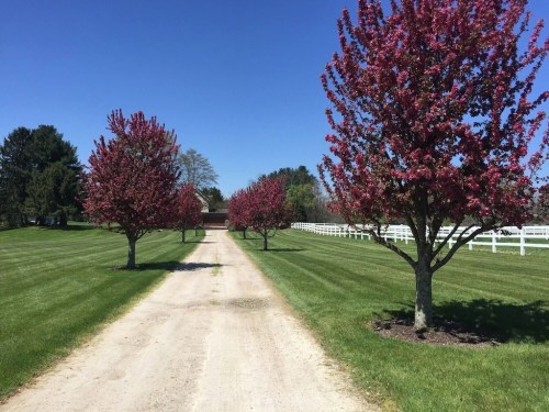 A gravel driveway lined with blooming trees, leading to a white fence under a clear blue sky.