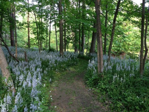 A serene forest path surrounded by lush greenery and blooming white flowers.