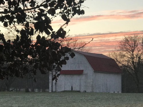 A white barn with a red roof stands in a field at sunrise, framed by dark leaves and colorful clouds.