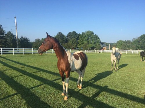 A brown and white horse stands in a green field with trees and a white fence in the background.