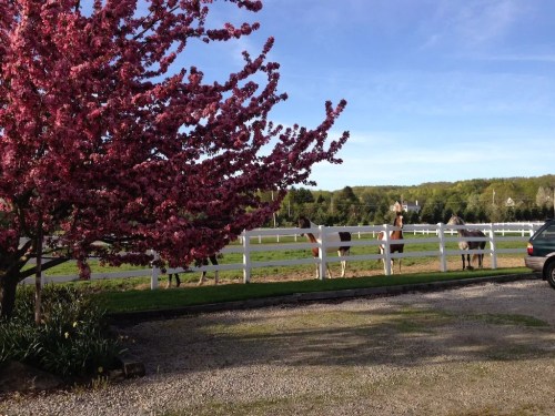 A scenic view of horses by a white fence, with a blooming pink tree in the foreground and green hills in the background.