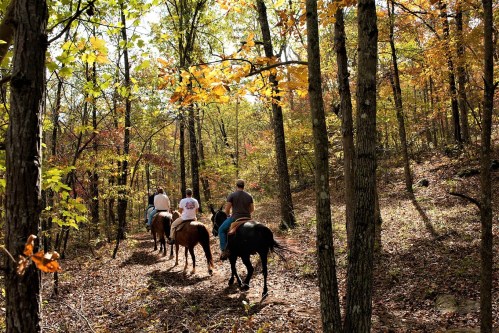 Three riders on horseback navigate a wooded trail surrounded by autumn foliage.