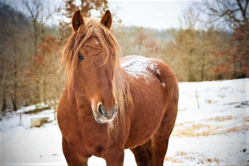 A brown horse with a long mane stands in a snowy landscape, surrounded by trees.