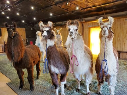 A group of llamas standing in a barn, some with colorful ropes around their necks, with hay scattered on the floor.