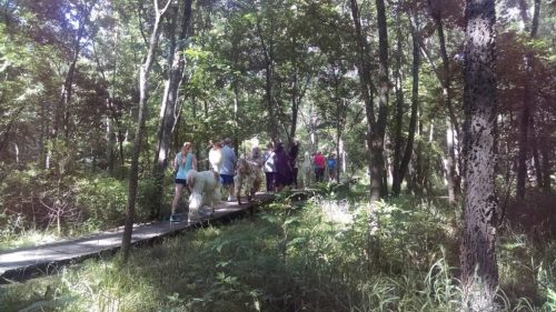 A group of people walking on a wooden path through a lush, green forest.
