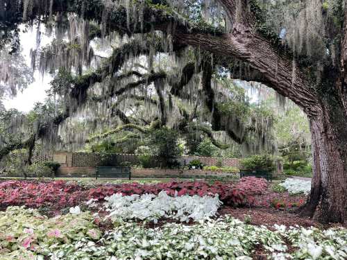 A lush garden with colorful flowers and a large tree draped in Spanish moss.