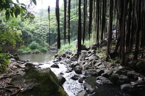 A serene forest scene with a stream, rocks, and hanging tree roots, surrounded by lush greenery.