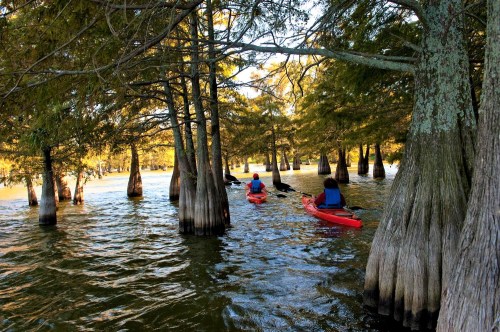 Two kayakers navigate through a serene, tree-lined waterway with cypress trees reflecting golden sunlight.