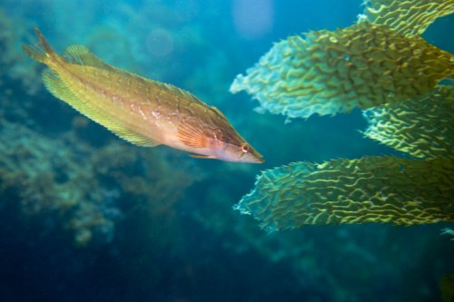 A green fish swims gracefully among vibrant underwater plants in a clear blue ocean.